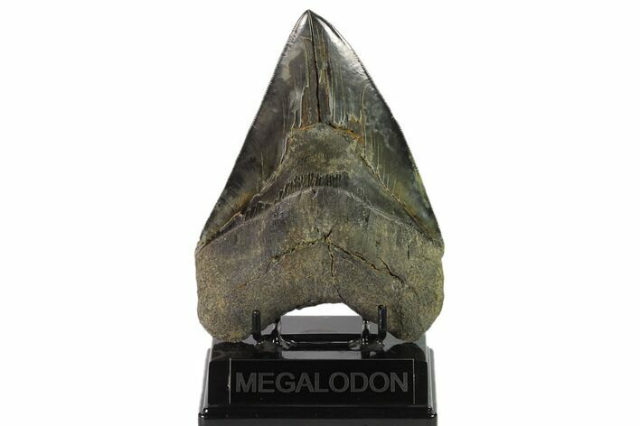 Serrated, Fossil Megalodon Tooth - Huge Tooth #135914